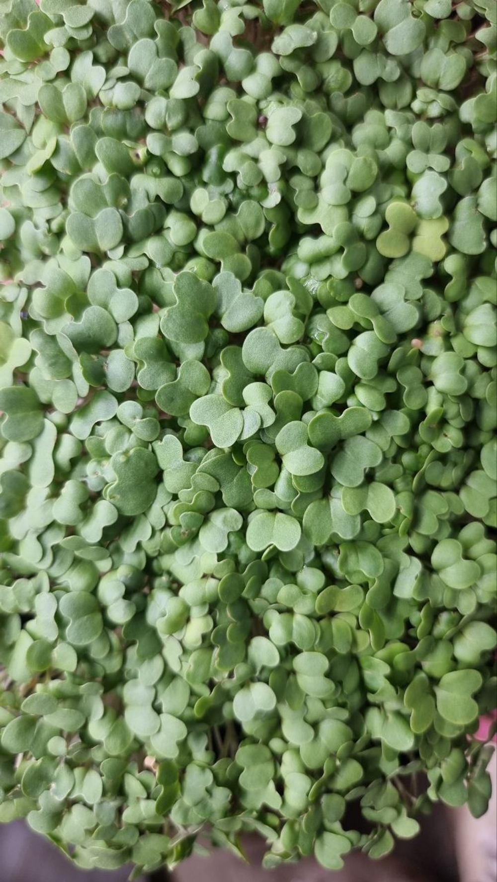 Набор для выращивания микрозелени ЛЕГКИЙ СТАРТ: семена, агровата, лотки