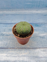 Euphoria Obesa (Эуфорбия)