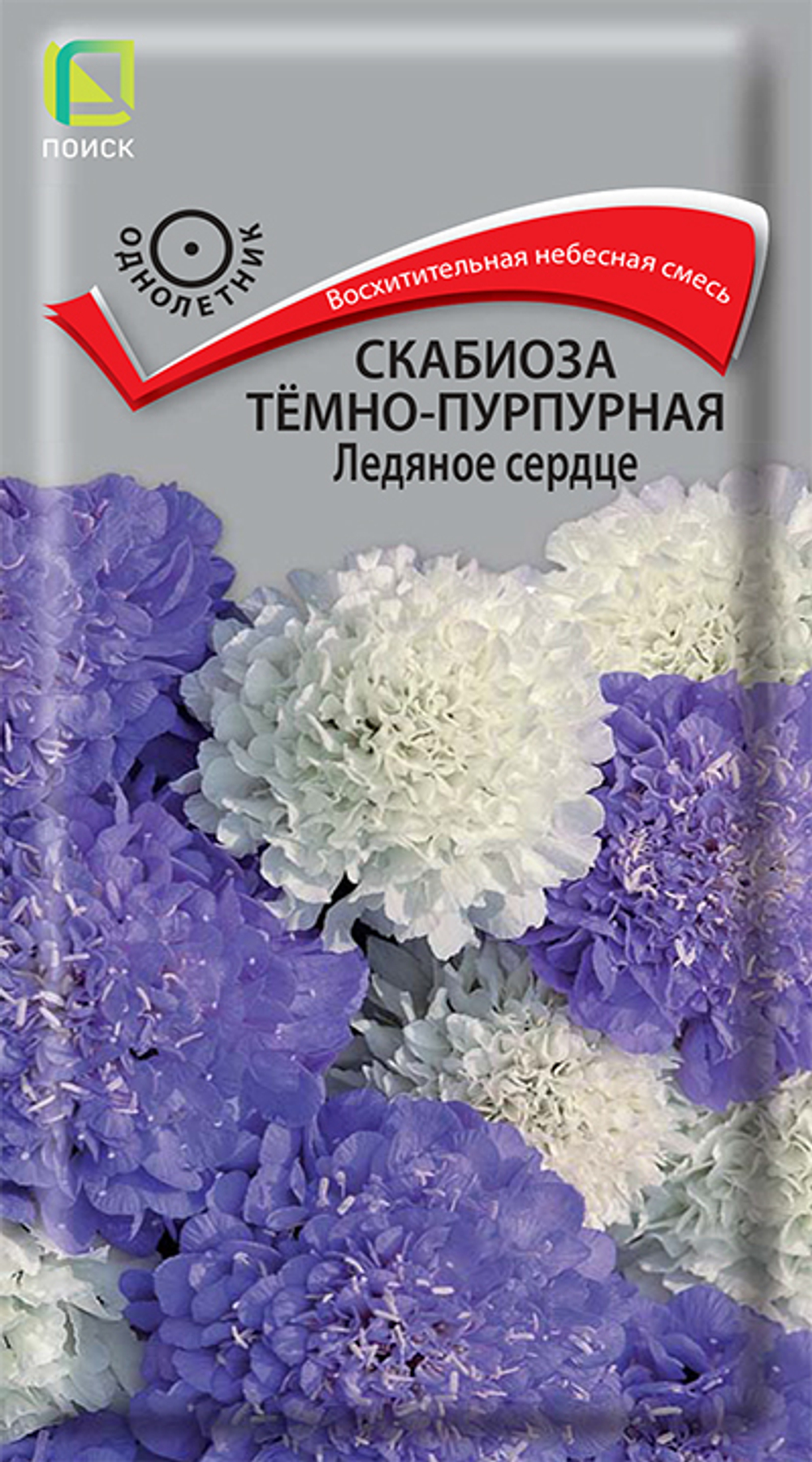 Скабиоза тёмно-пурпурная Ледяное сердце