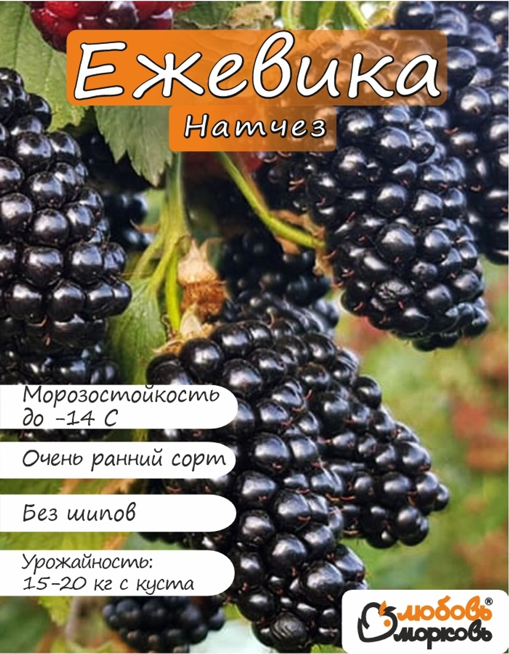 Ежевика саженец Натчез