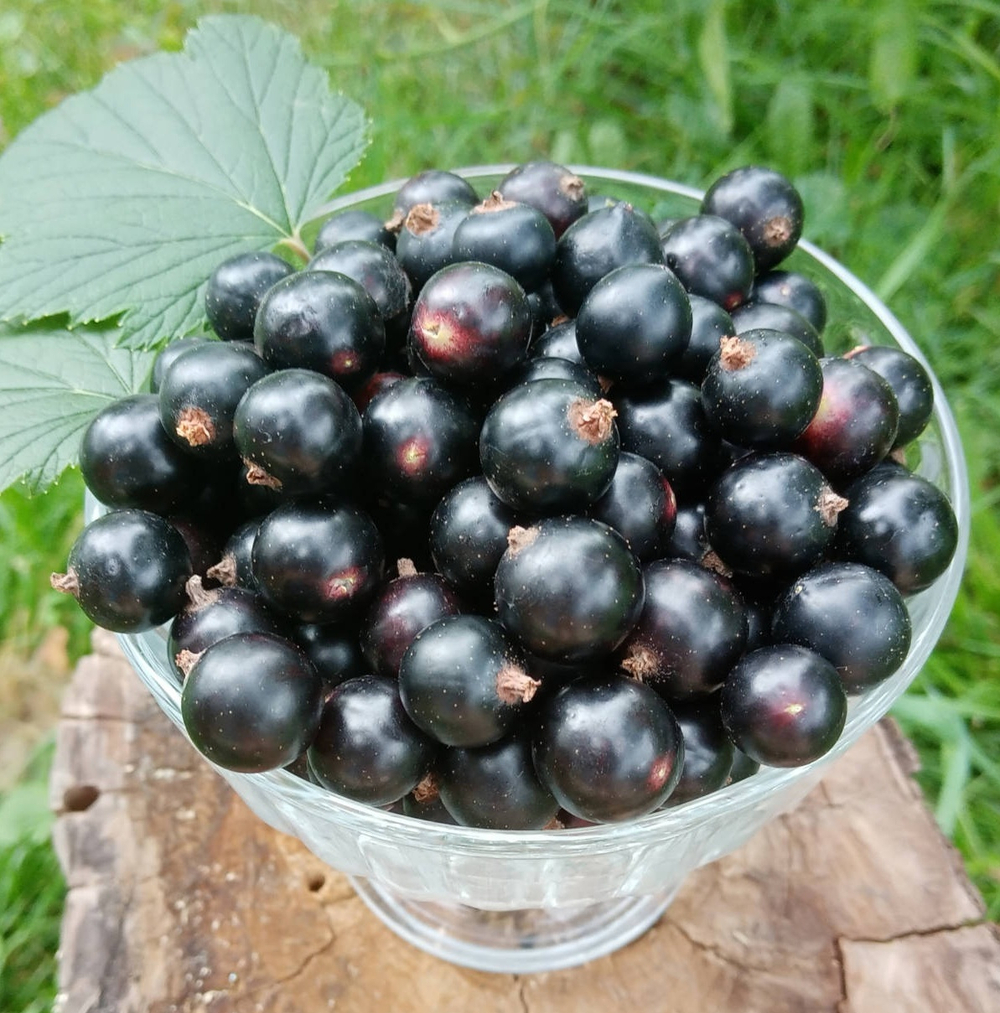 Смородина черная Черный Жемчуг