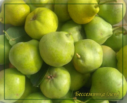Груша Бессемянка