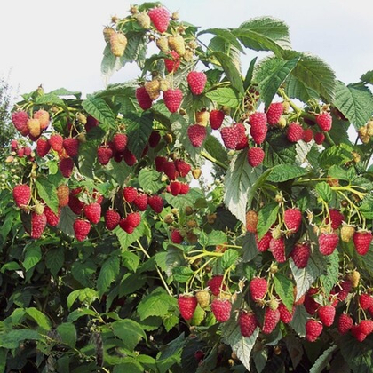 Малиновое дерево Крепыш