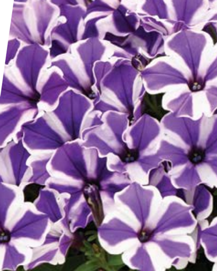 Новинка 2026 ЕВРО Petunia Capella Berry Lace укорененный черенок ноябрь