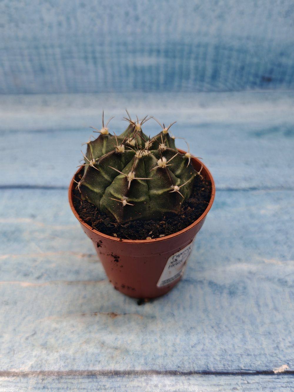 Gymnocalycium Friedrichii (Гимнокалициум)