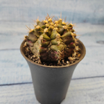 Gymnocalycium T-Rex hybride (Гимнокалициум T-rex)