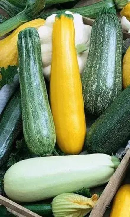 Кабачок Ассорти смесь сортов цуккини УрДачник