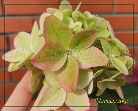 Гортензия метельчатая Металлика (Hydrangea paniculata `Metalica`)