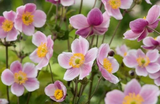 Анемона японская Септембер Шарм С2 Закупка М39 июнь 2026