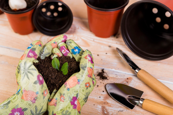 Какие овощи сажают семенами в первые месяцы весны в открытый грунт