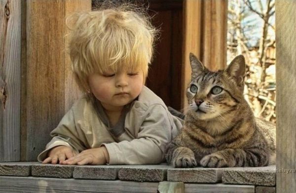 Самые подходящие породы кошек для семей с детьми