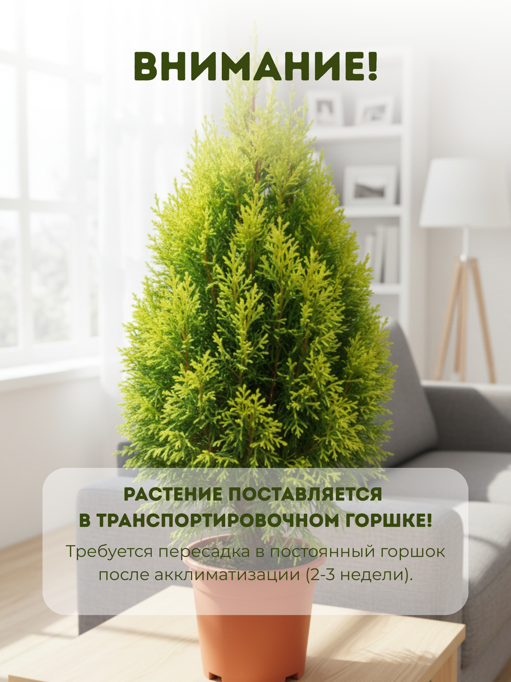 Кипарисовое дерево д.11