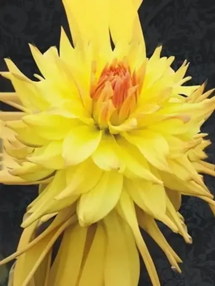 Георгин кактусовидный Пенхилл Отэм Шейд