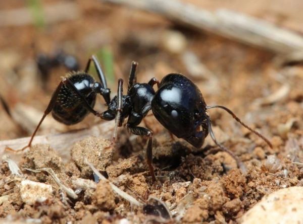 Messor - муравьи для занятых и ленивых