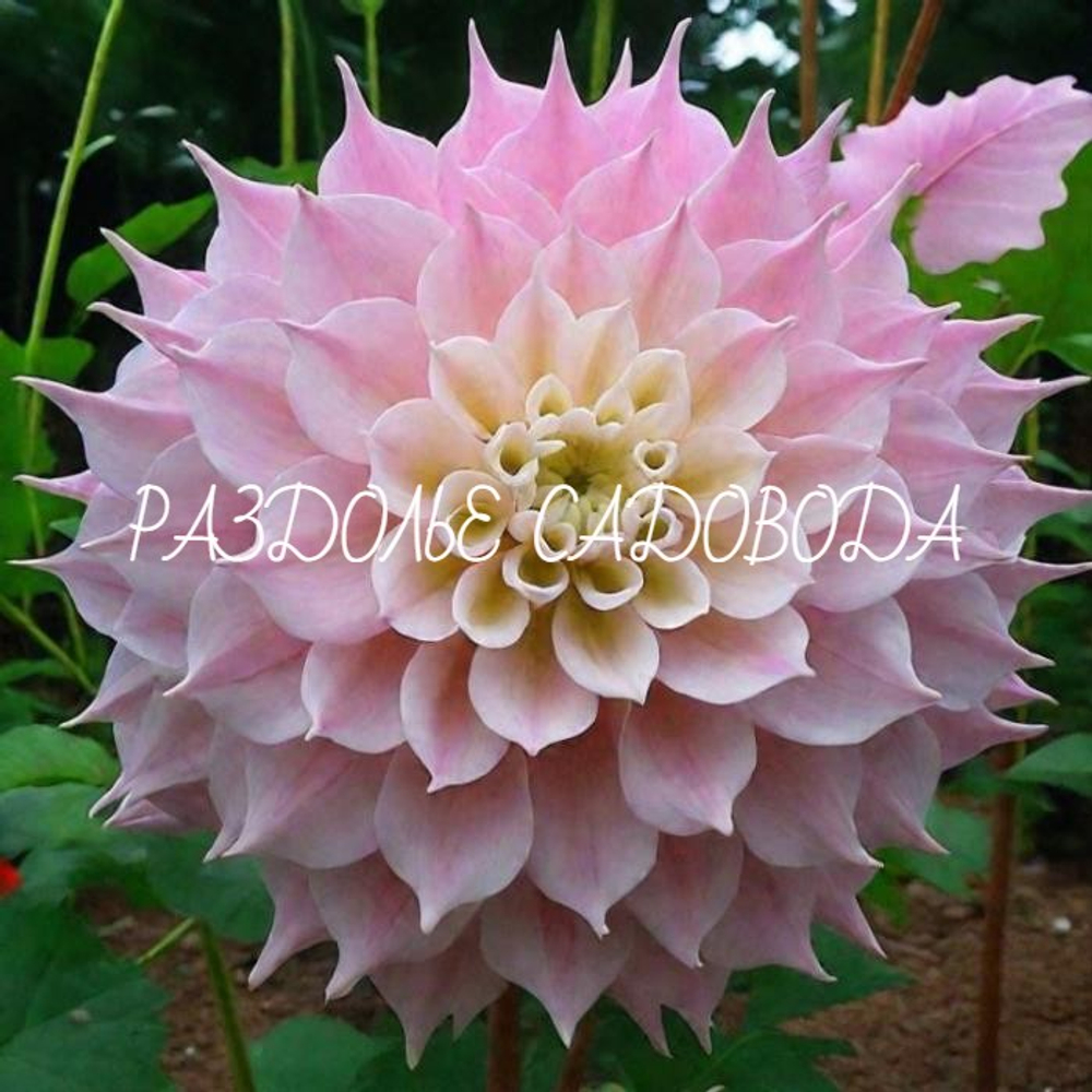 Георгин крупноцветковый Гиттс Перфекшн