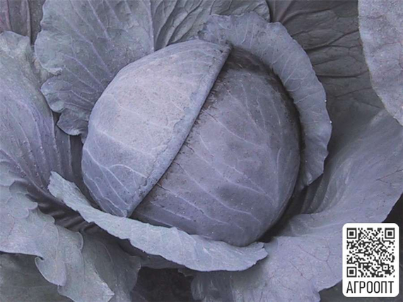 РАНЧЕРО F1 семена капусты краснокочанной (Bejo | Alexagro) – фото 2