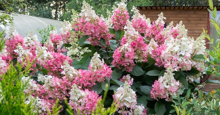 «Мега Минди» (Mega Mindy) Метельчатая Гортензия Р9