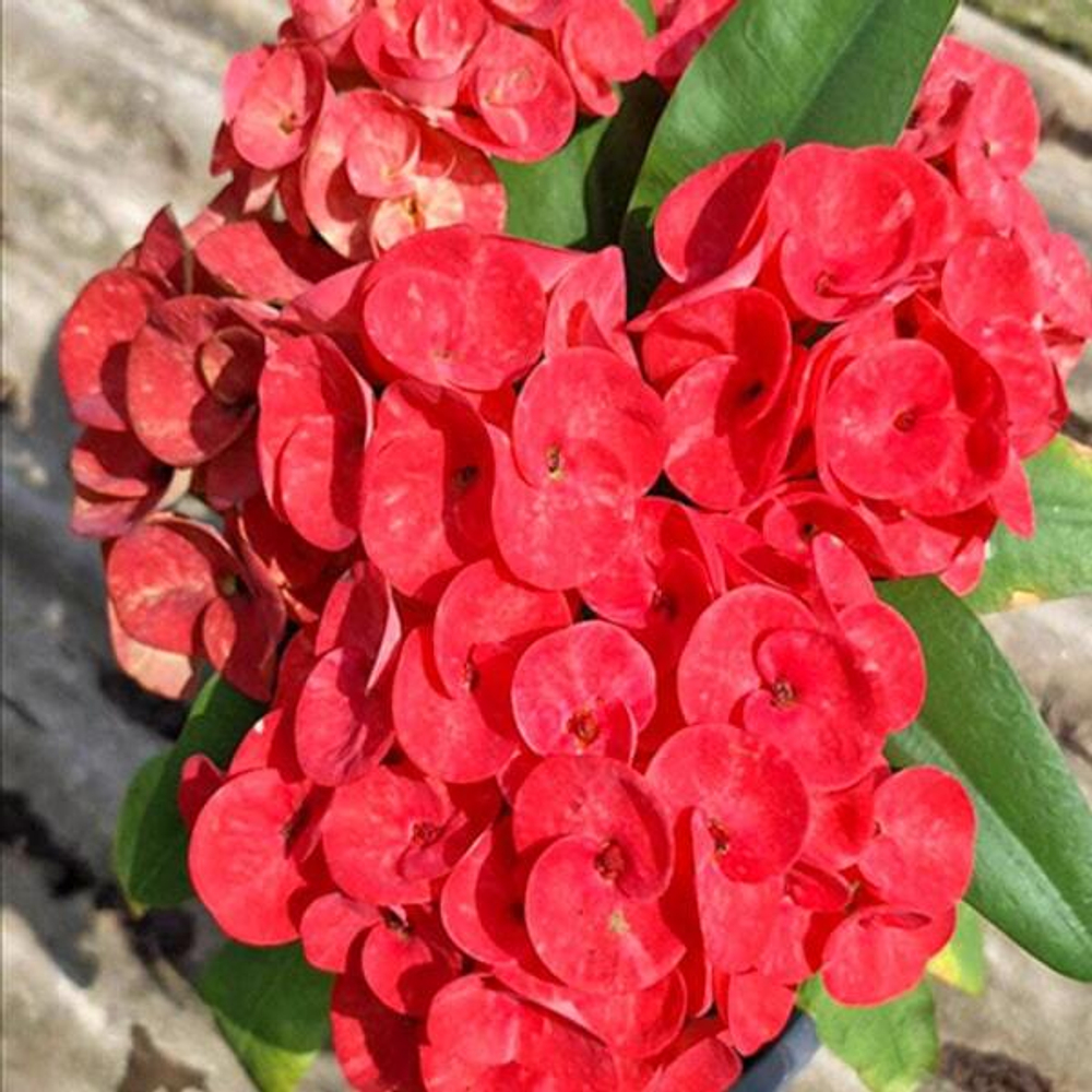 Эуфорбия Миля RED RUBY