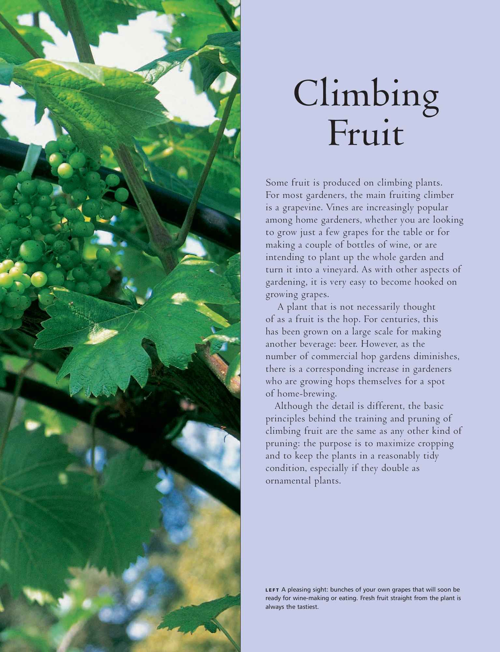 Practical Guide to Pruning, Training and Topiary