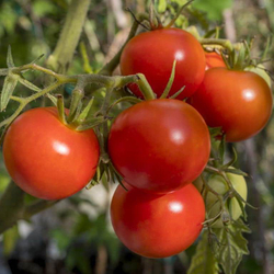 Семена томата Полбиг F1,  Bejo,  10 шт.