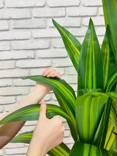 Растение искусственное Драцена Компакта 161-025 130см