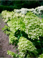 Гортензия метельчатая - Пантеон (саженец в P14)
