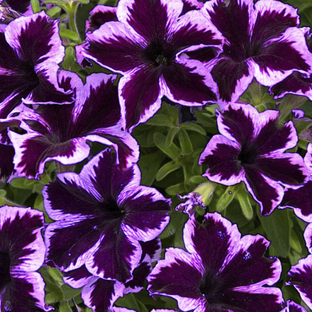 ЕВРО неукор Crazytunia Cosmic Violet НЕукоренный черенок (срезы) 10шт НОЯБРЬ поставка 4