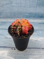 Gymnocalycium Variegata (Гимнокалициум Вариегатный)