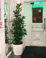 20.05. Озеленение живыми горшечными растения отеля «Столица».