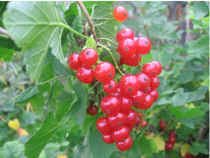 Смородина красная Ночка