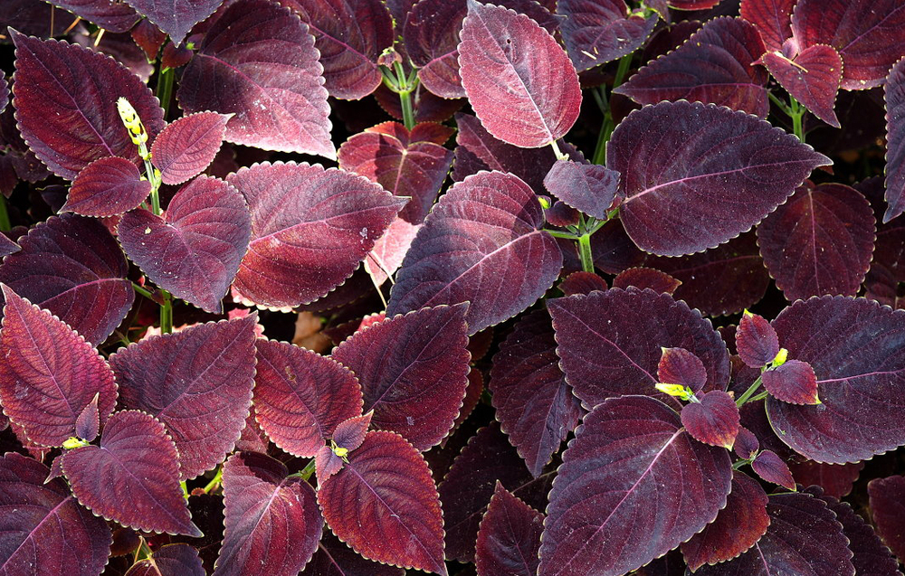 Колеус Choco Night укорененный черенок, ОКС