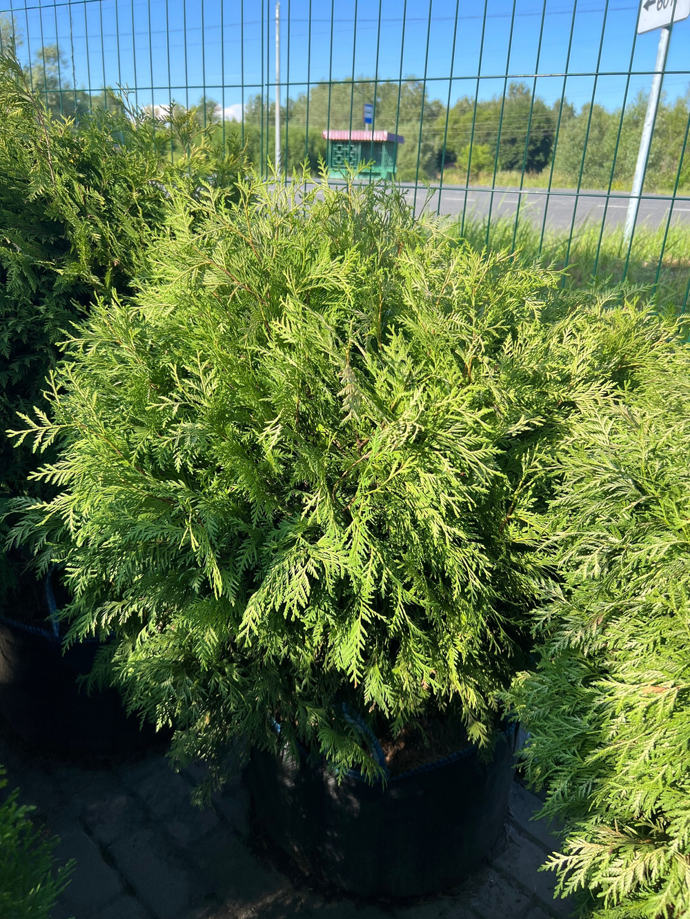 Туя западная 'Globosa Aurea' (Глобоза ауреа)