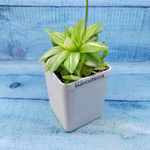 Haworthia Cymbiformis Variagate(Хавортия)