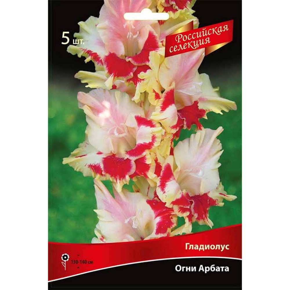 Гладиолус Огни Арбата (5 шт)