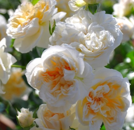 Ариадна (Ariadne)