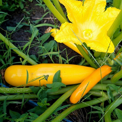 ЯСМИН F1 семена кабачка (Sakata | Alexagro)