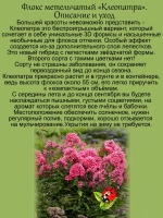 Флокс метельчатый Клеопатра красный
