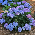 So Long Ebony /Со Лонг Эбони (Стандарт поставки Р8)2025г.