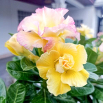 Адениум обесум KULWADEE