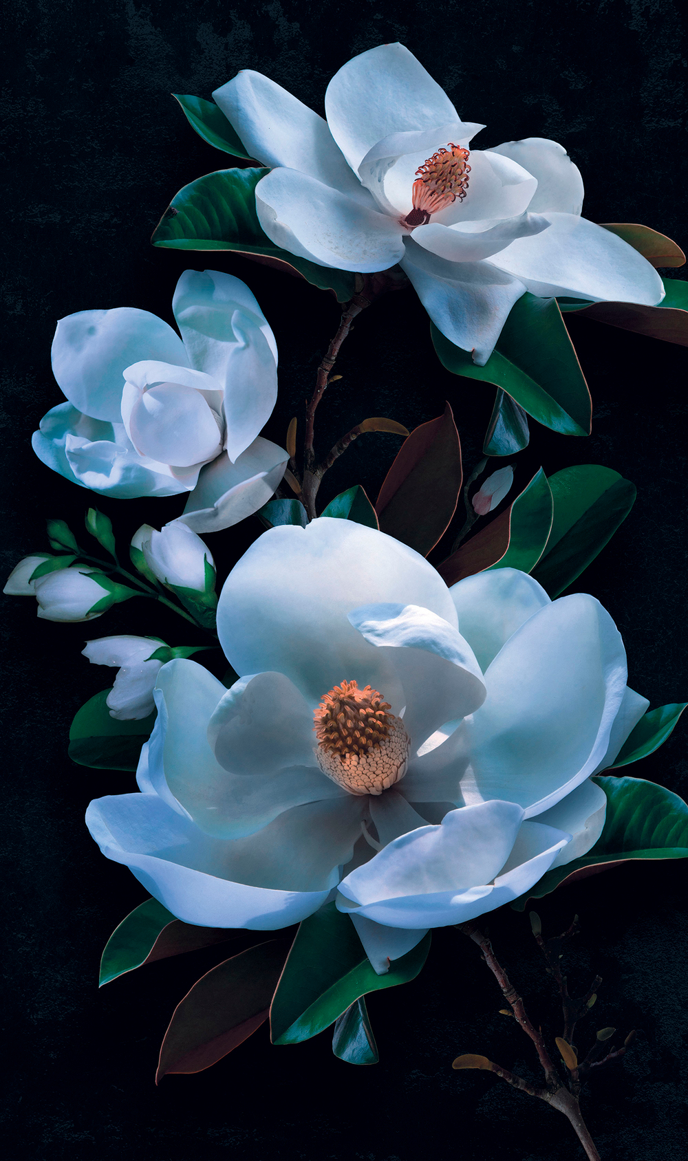 Коллекция Flower Dreams