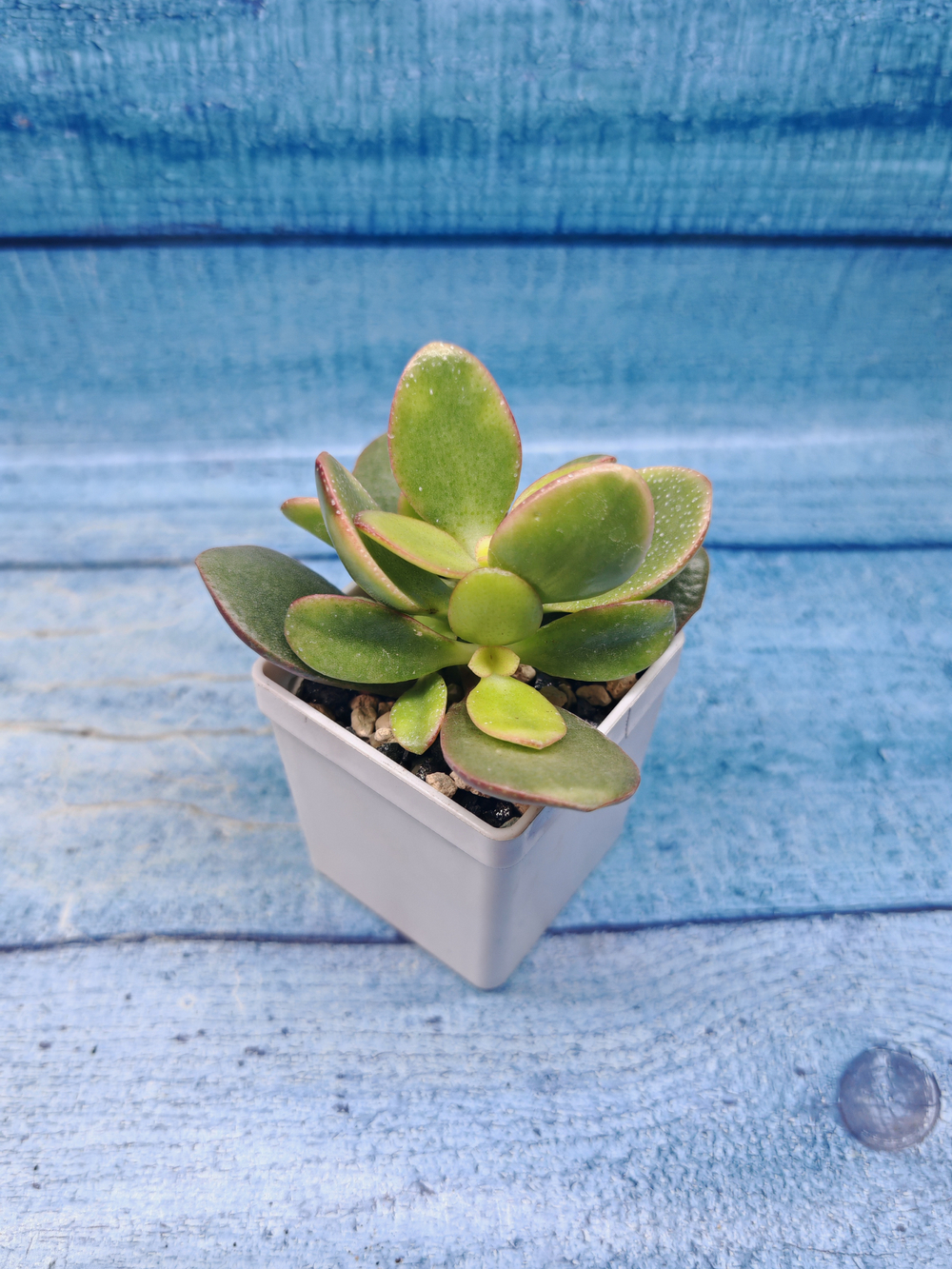 Crassula Ovata Sunset (Крассула)