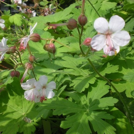 Герань крупнокорневищная "Spessart". Geránium macrorrhizum "Spessart".