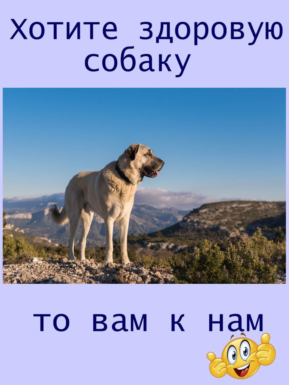 витамины  для собак мелких  и крупных пород