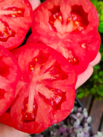 Фриульский гигант (Giante Friulano) сорт томата