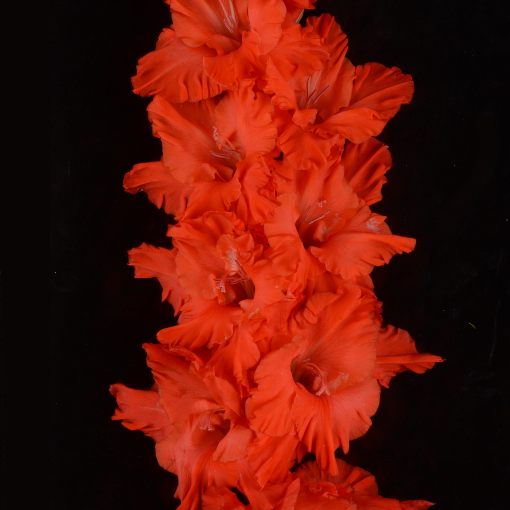 Гладиолус крупноцветковый Рубаха-Парень