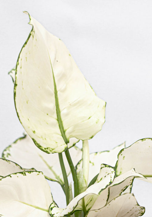 Аглаонема Вайт Джой