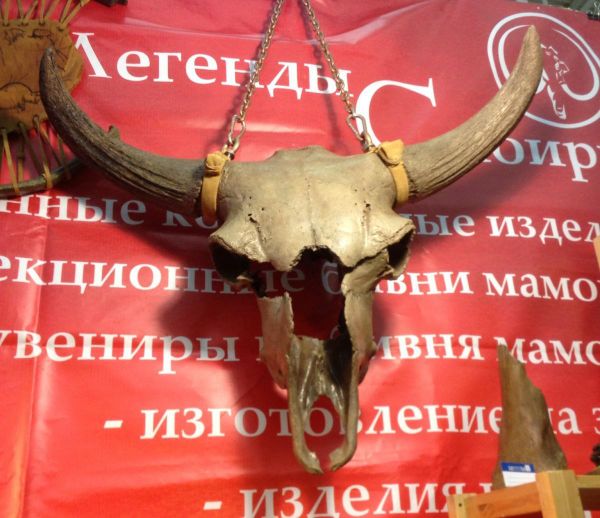 Череп первобытного бизона - великолепный подарок и украшение интерьера