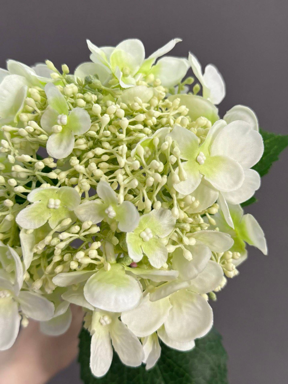 Гортензия белая (h48 см)