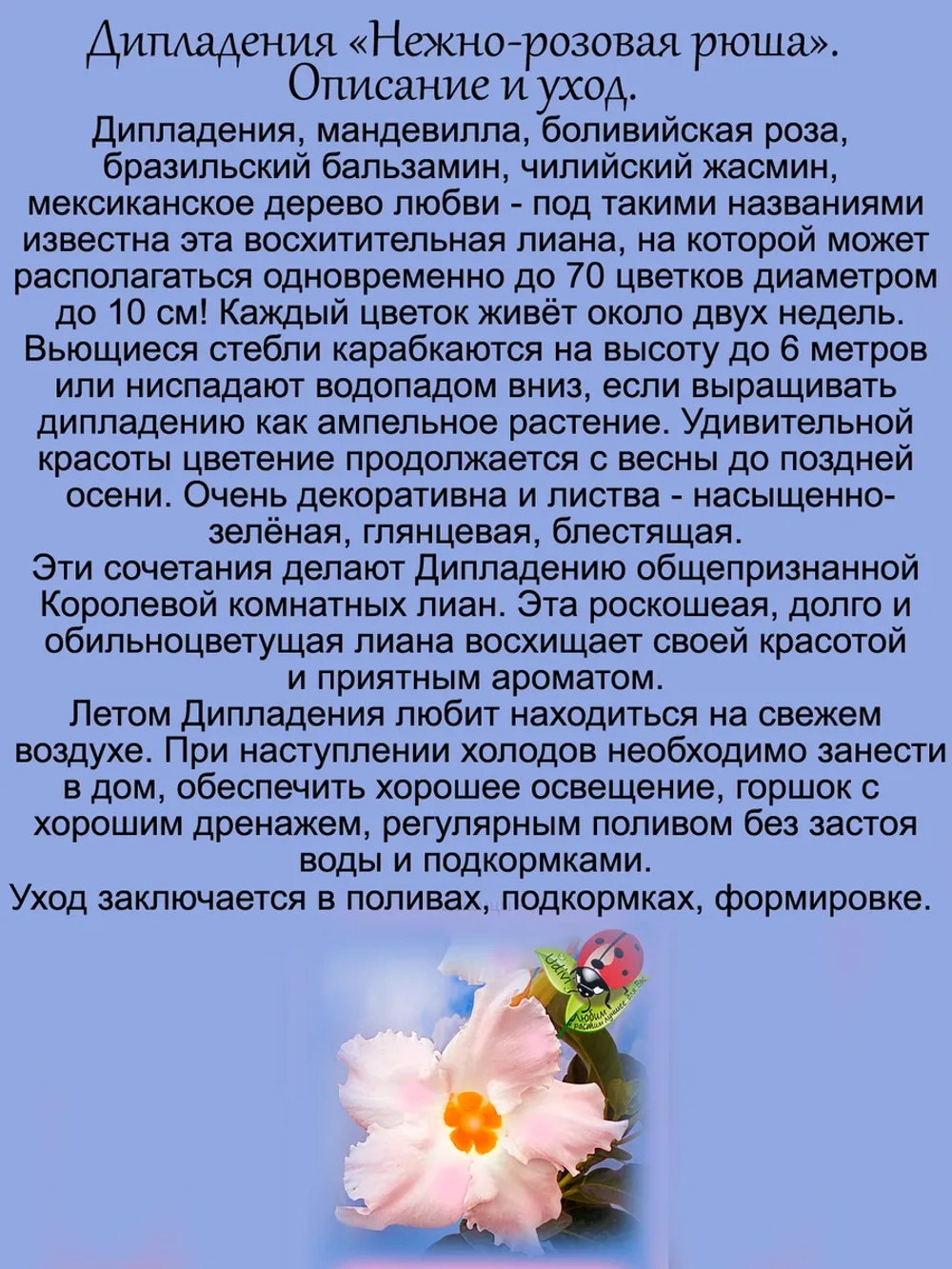 Дипладения Нежно-розовая рюша мандевилла
