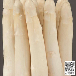 Сигнус F1 семена спаржи (Bejo / Бейо)